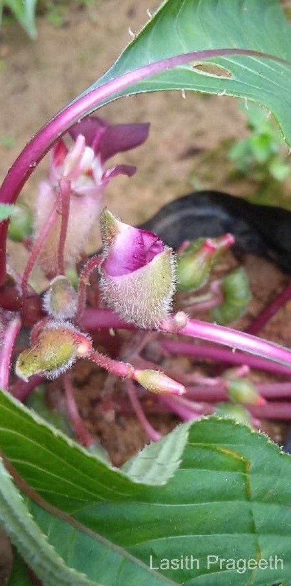 Impatiens taprobanica Hiern